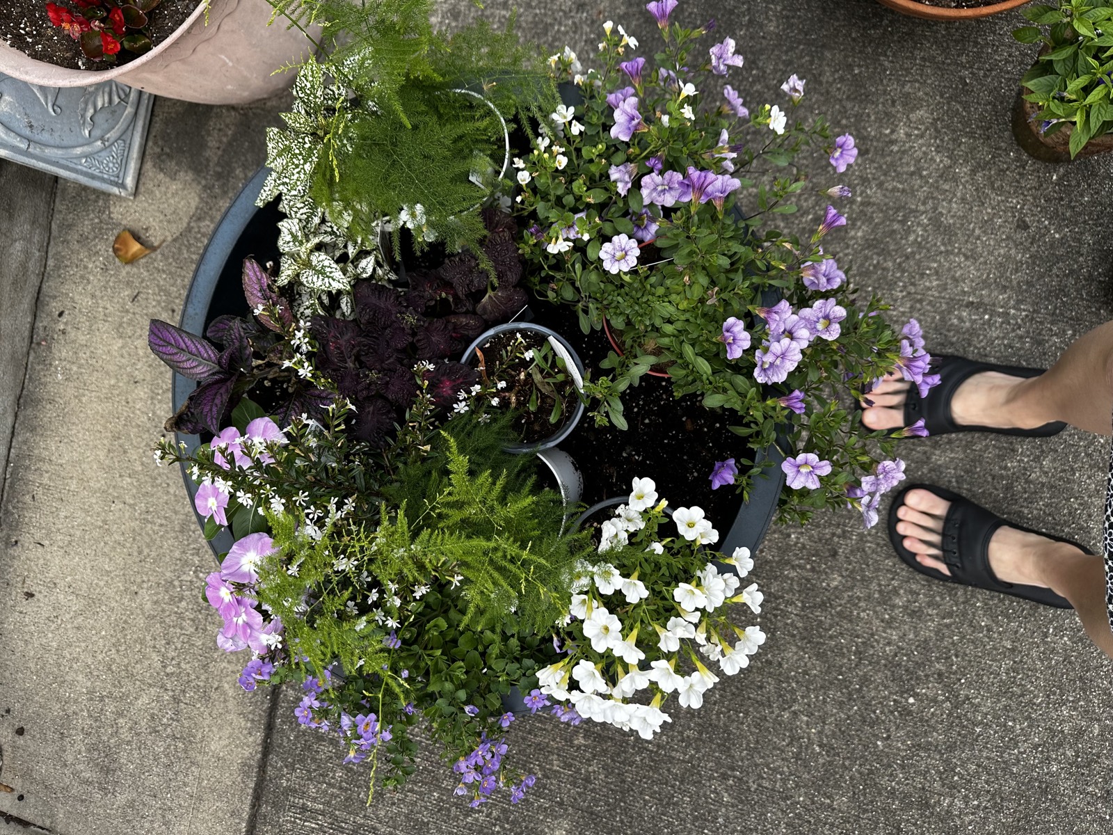Top-down view of a mixed container with calibrachoa, asparagus fern, and persian shield