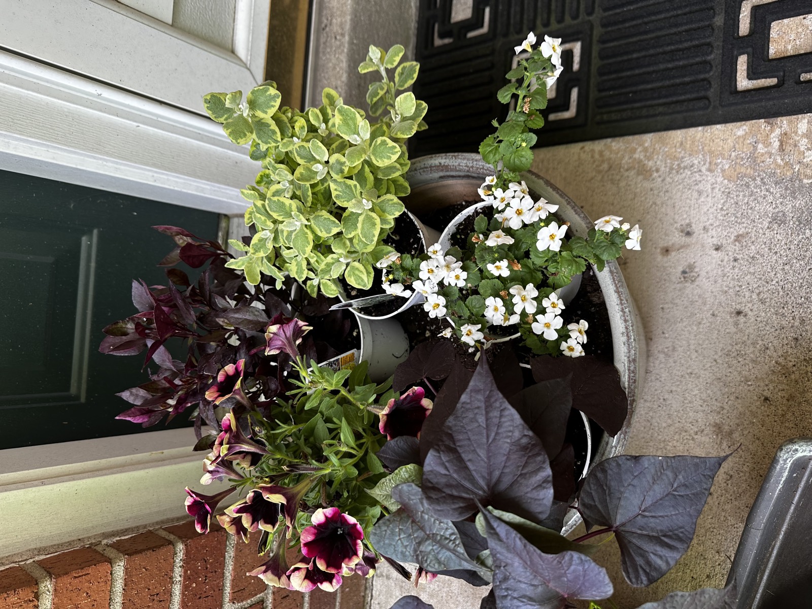 Doorstep container of variegated euonymus, white bacopa, and purple sweet-potato vine