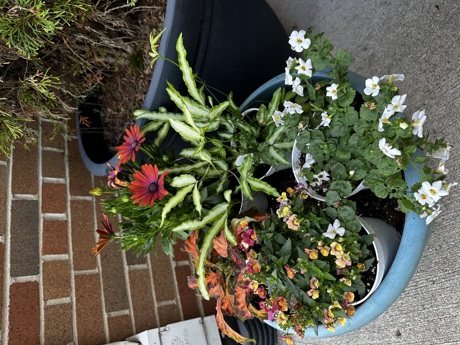 Blue pots layered with red osteospermum, brake fern, bacopa, and nemesia