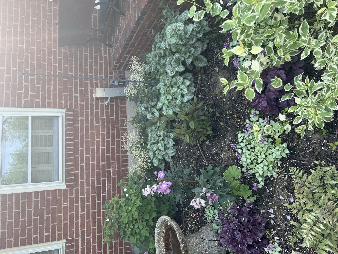 Shade bed with hostas, roses, and variegated foliage against brick