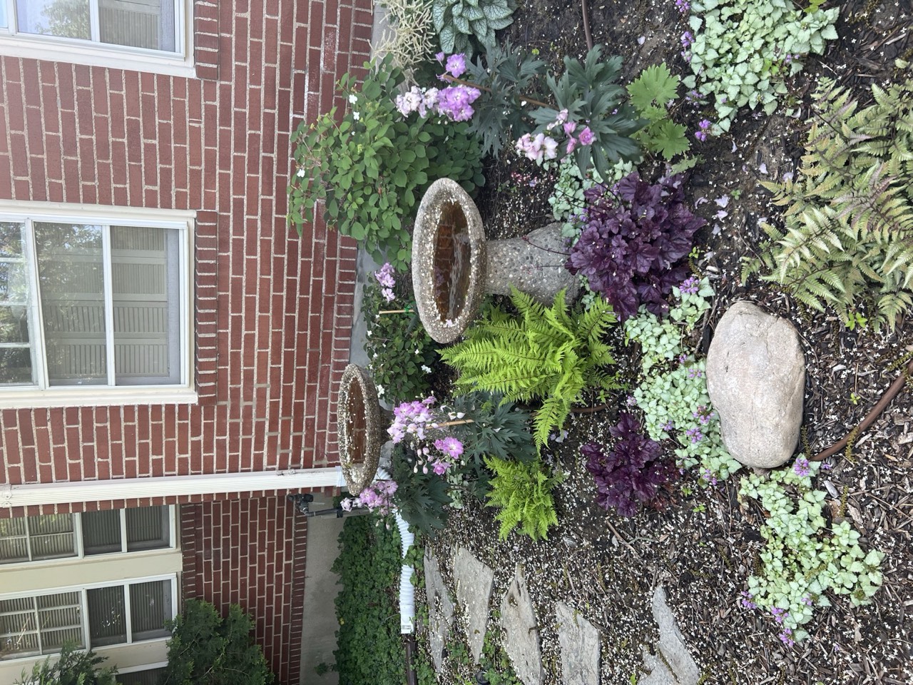 Garden bed with twin birdbaths, ferns, and purple heuchera