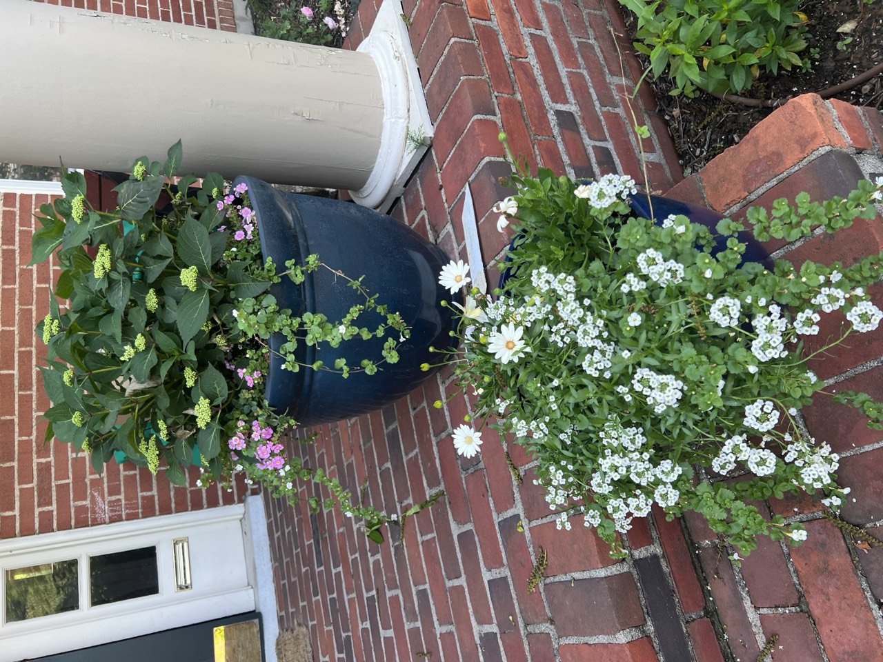 Stone-edged bed with a birdbath, ferns, and creeping jenny