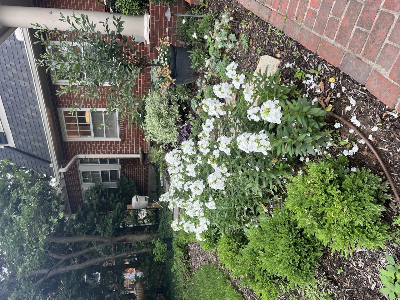 Garden phlox and petunias spilling over clipped boxwood against the brick foundation