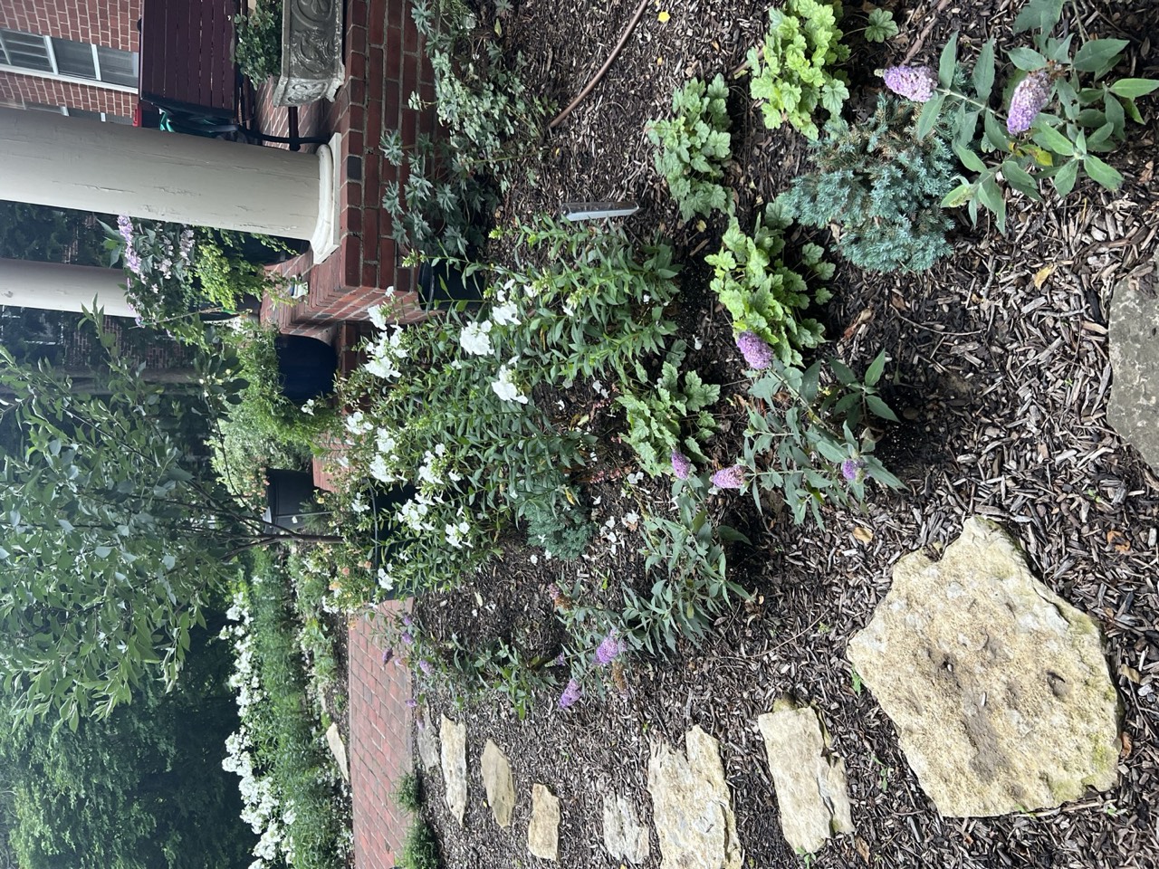 Flagstone stepping stones threading butterfly bush and heuchera through a mulched side bed