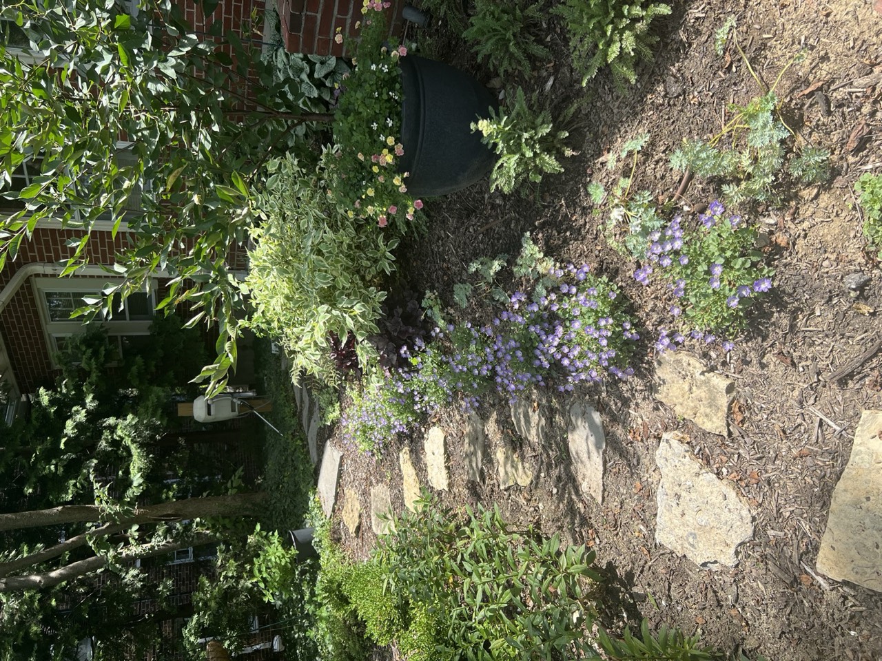 Stone stepping-path threading blue catmint through the beds
