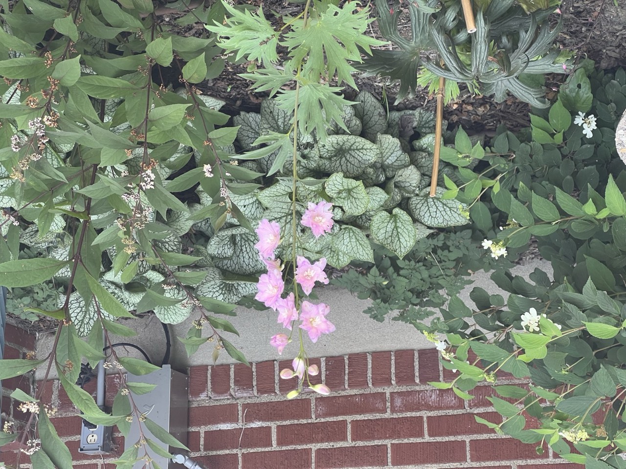 Pink campanula and brunnera blooming against the brick