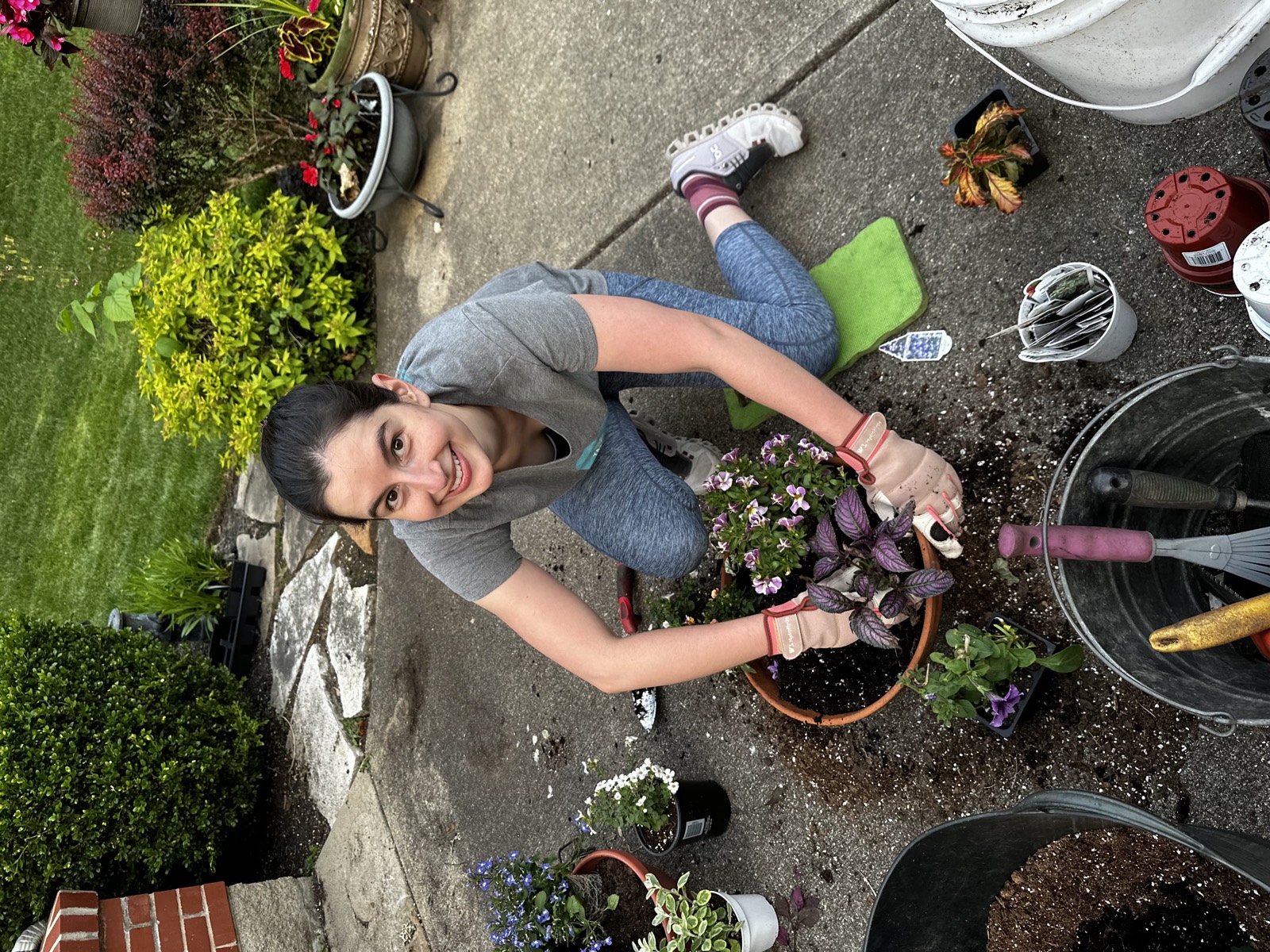 Potting up a container of viola and persian shield in the front garden