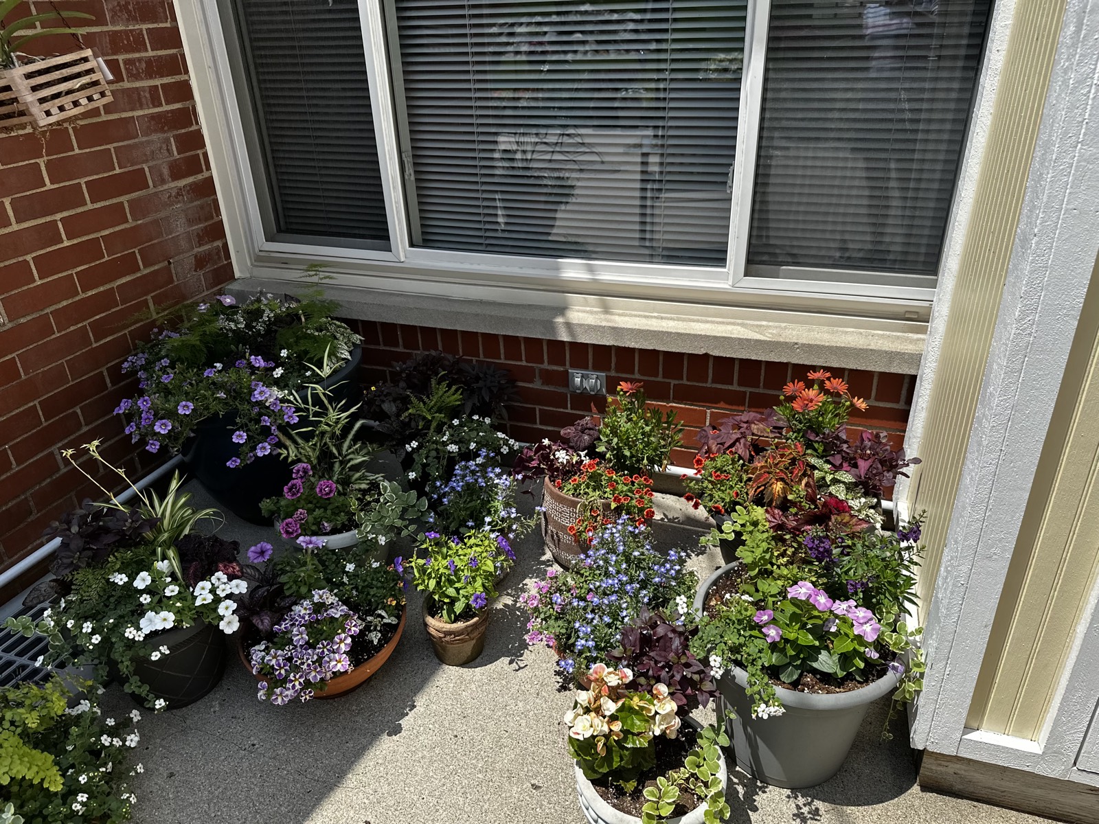 The full front-porch container collection against the brick wall