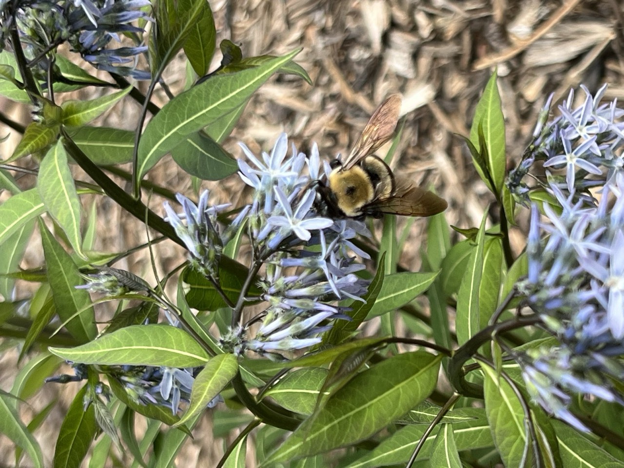 A carpenter bee feeding on pale-blue amsonia blossoms