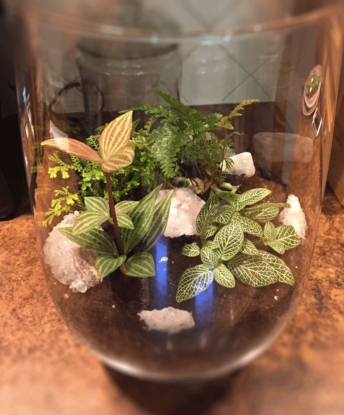 Terrarium with peperomia, fittonia, and moss
