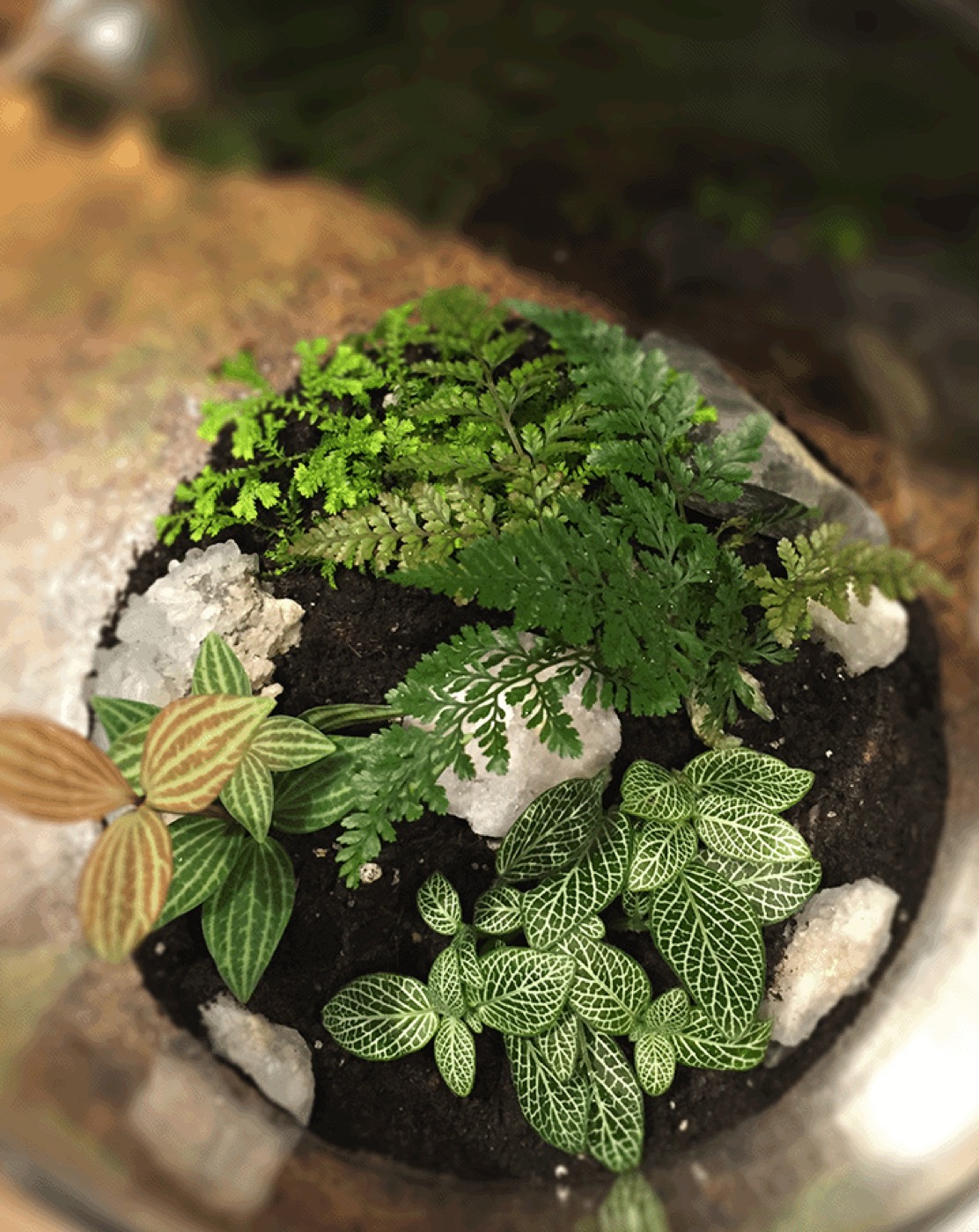 Top-down view of terrarium plants and quartz