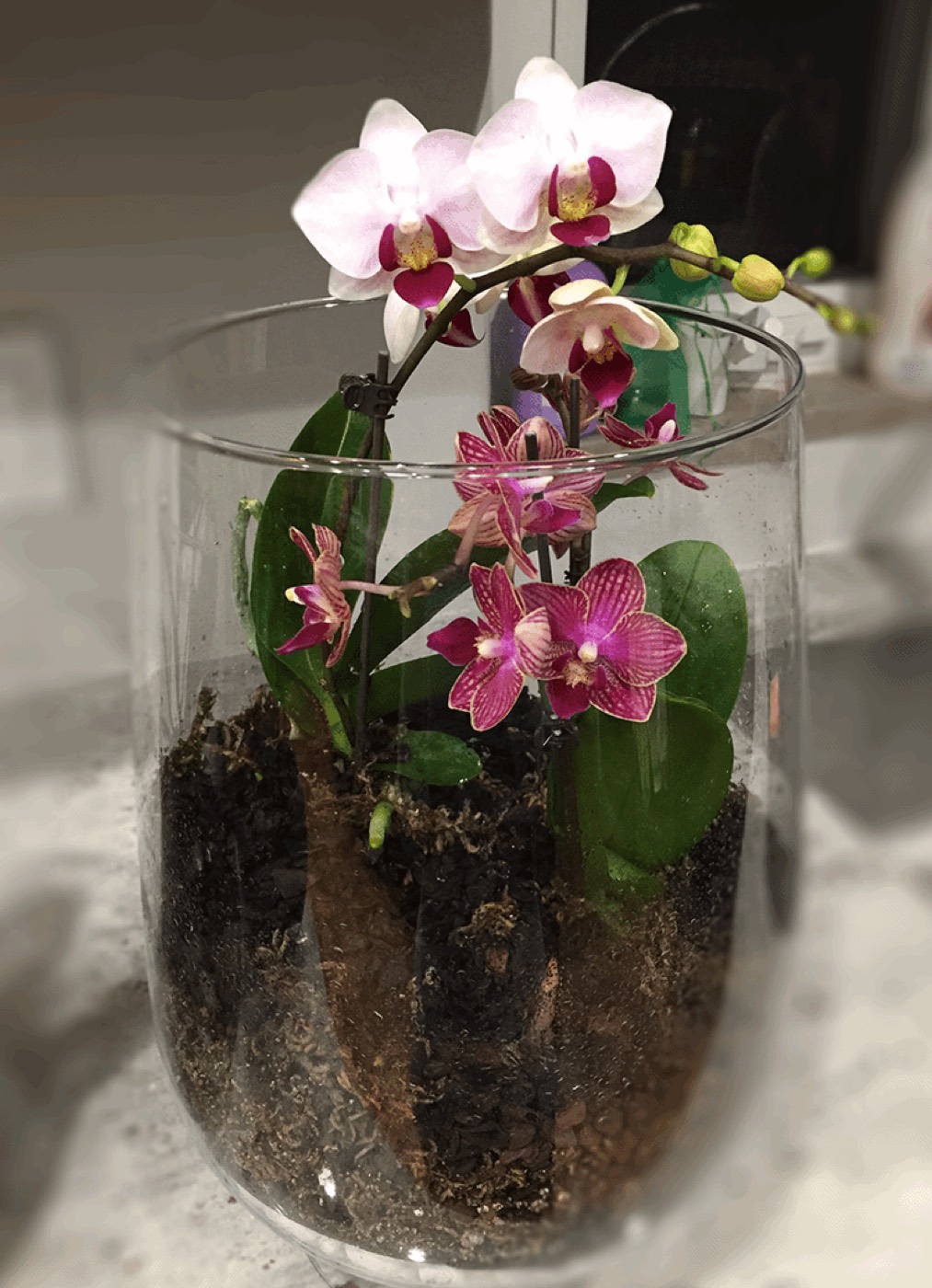 Orchid terrarium in glass cylinder