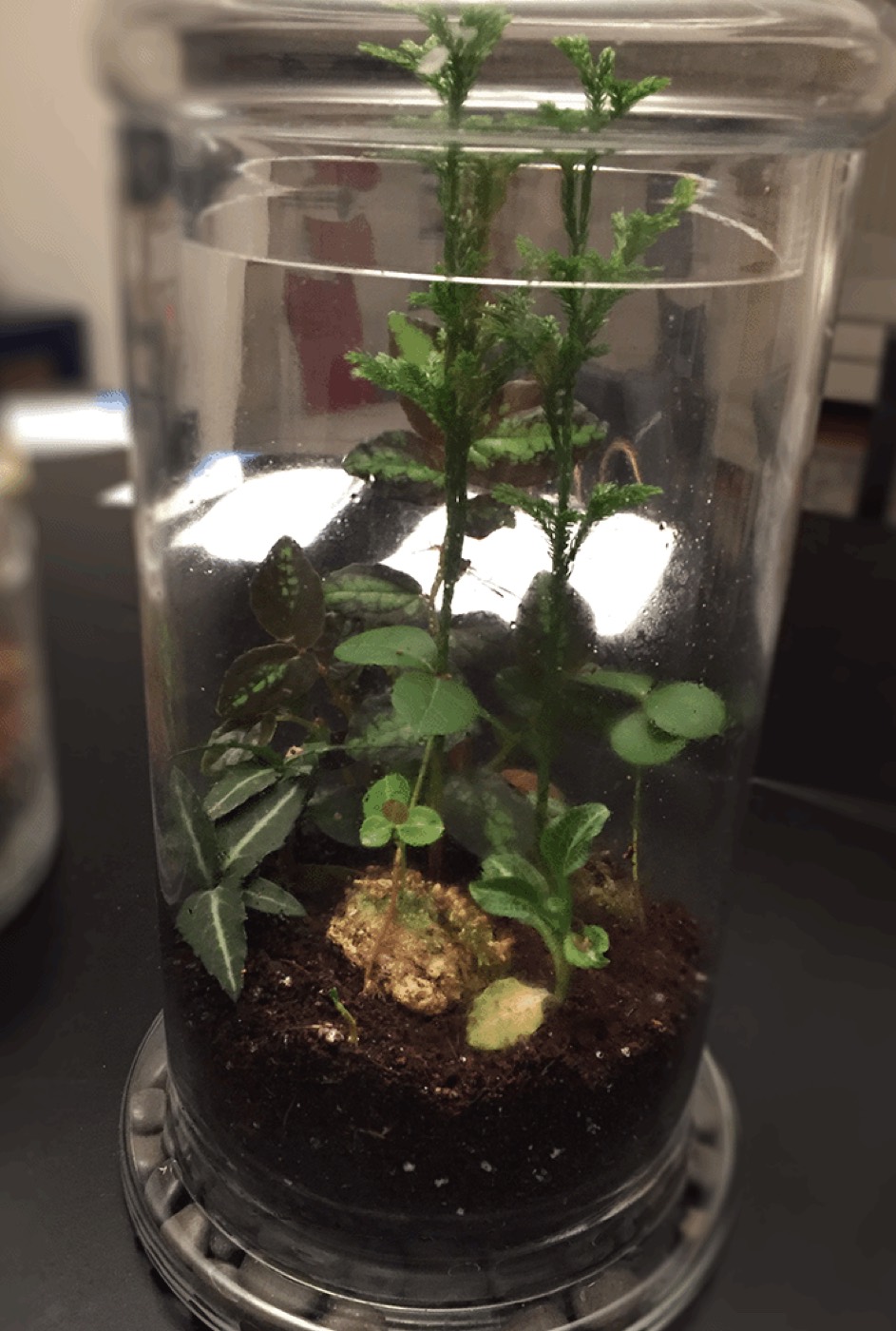 Sealed jar terrarium with fern and pilea