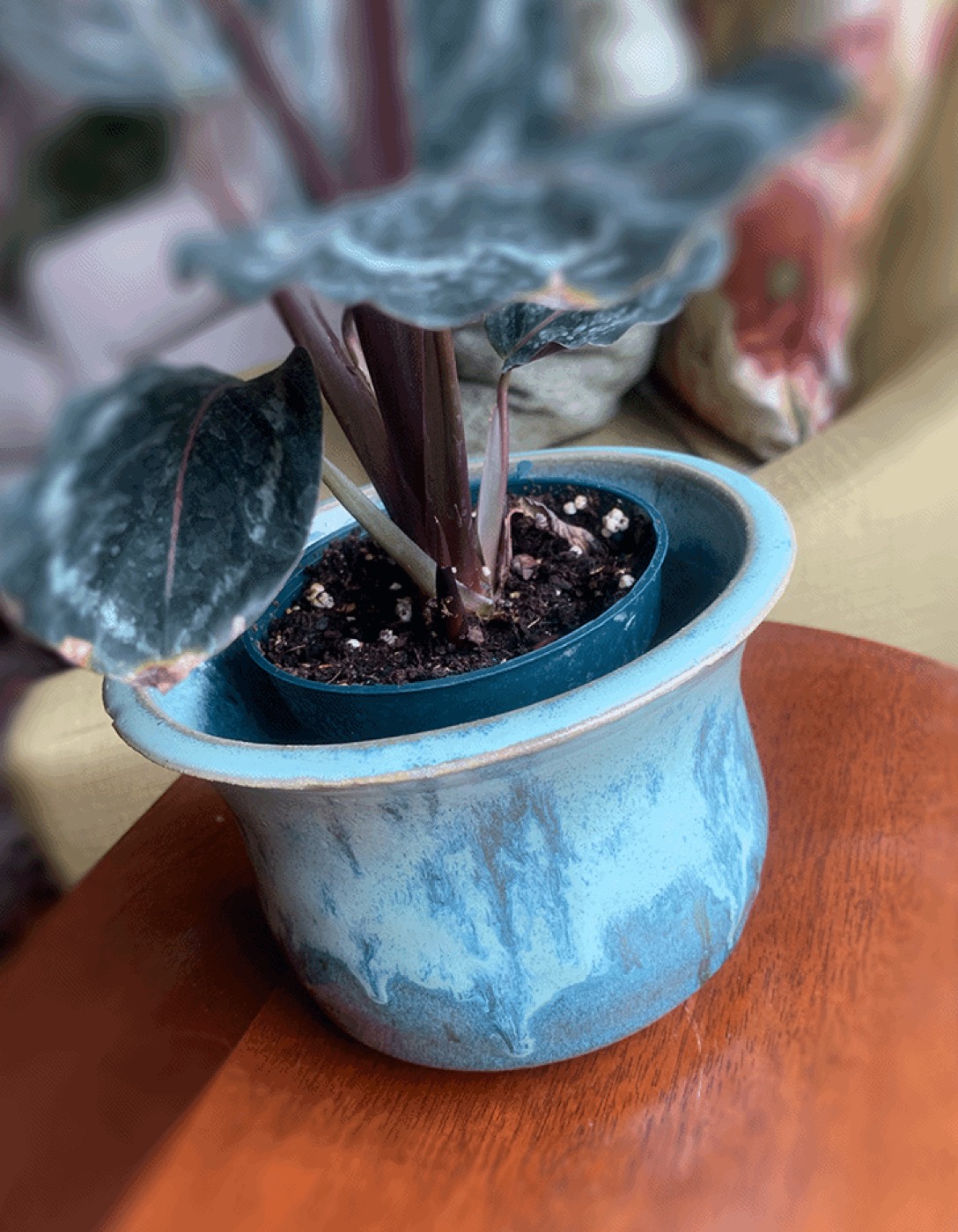 Hand-thrown planter holding a houseplant